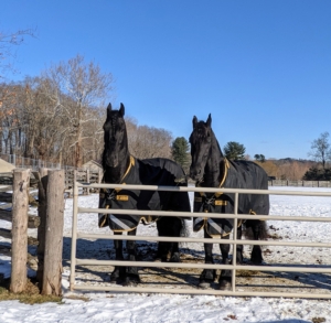 Here they are, safe and sound at my farm, Cantitoe Corners. They seem to like their new paddock and their first experience with snow.