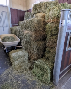 As needed, bales are brought down in batches and organized in a spare stall.