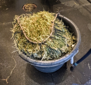 Bond likes his hay wet, so we soak his hay for about 30-minutes and then let it drain completely before feeding. Soaking also cuts down on the amount of dust generated by the hay.