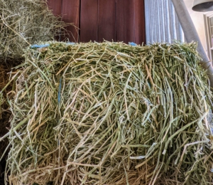 This is alfalfa - a perennial legume, grown in most regions of the United States for horses and other livestock. it tends to be more nutrient-dense than most grasses and contains more digestible energy, more crude protein and calcium, and fewer nonstructural carbohydrates such as sugars and starches. We give this to my horse, Rinze, the patriarch of my stable.