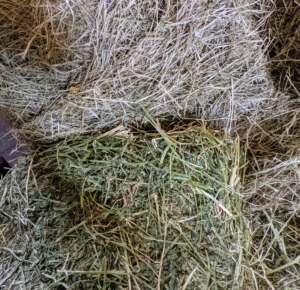 Above the alfalfa is our first cut - the one harvested first in the year from the field before it blooms. This cutting is good for horses. There is a lot of fiber, so it is nutritious, plus it is easy to eat because the stems are flexible and thin. The donkeys and Geert prefer this hay.