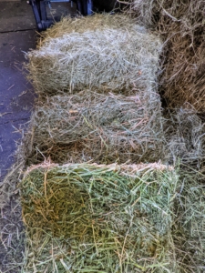 And then there's second cut. Second cutting is more substantial, with more leaves and a sweet smell. This hay contains a lot of protein and fat, so it is excellent for active horses. Banchunch and the other horses love this hay best.