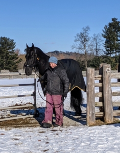 My stable manager, Helen Peparo, leads the horses back to the stable for lunch and grooming. Here she is with Hylke. A Friesian can weigh anywhere between 1200 and 1500 pounds, but both Hylke and Geert are well-behaved and walk easily by her side.