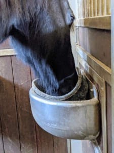 And then it’s feeding time. Because horses have small stomachs relative to their size, they eat little and often. A horse needs food spread out, preferably in two to three feedings a day. I am so glad all my equids are happy and healthy.