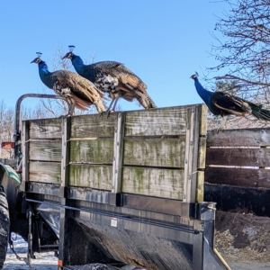 And look who's watching nearby - three of my beautiful peafowl perched perfectly on the wagon.