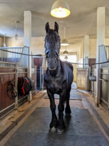 Every afternoon, all my horses are groomed. This means their coats are cleaned, brushed, and combed, and their hooves are picked of any mud, stones, and debris. It’s a time-consuming task, but it keeps these stable residents healthy, happy, and handsome.