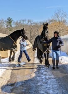 Here are Fernando and Dolma walking Hylke and Geert back indoors for mealtime. These two are currently turned out in the pasture just across from the stable. Now that it is winter, I like the horses out during the day and inside at night.
