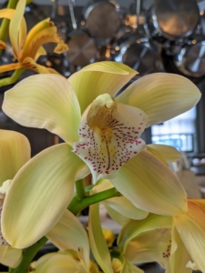 Right now, I have some of the most beautiful cut orchids displayed on the kitchen counter of my Winter House. I love seeing these gorgeous blooms, especially during the dreary days of the cold season.