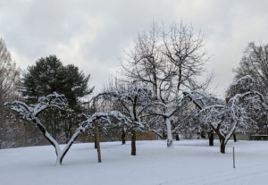 These are some apple trees near what I call my “Contemporary House.” Snow covers the tops, outlining their interesting shapes. These are some of the oldest fruit trees on the property.