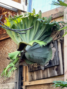 Here’s another staghorn. Staghorn ferns, Platycerium, are epiphytic, which means they grow mounted on plaques like this one or other substrates. They have two distinct leaf forms—small, flat leaves that cover the root ball structure and take up water and nutrients and the green, pronged antler fronds that emerge from the base.