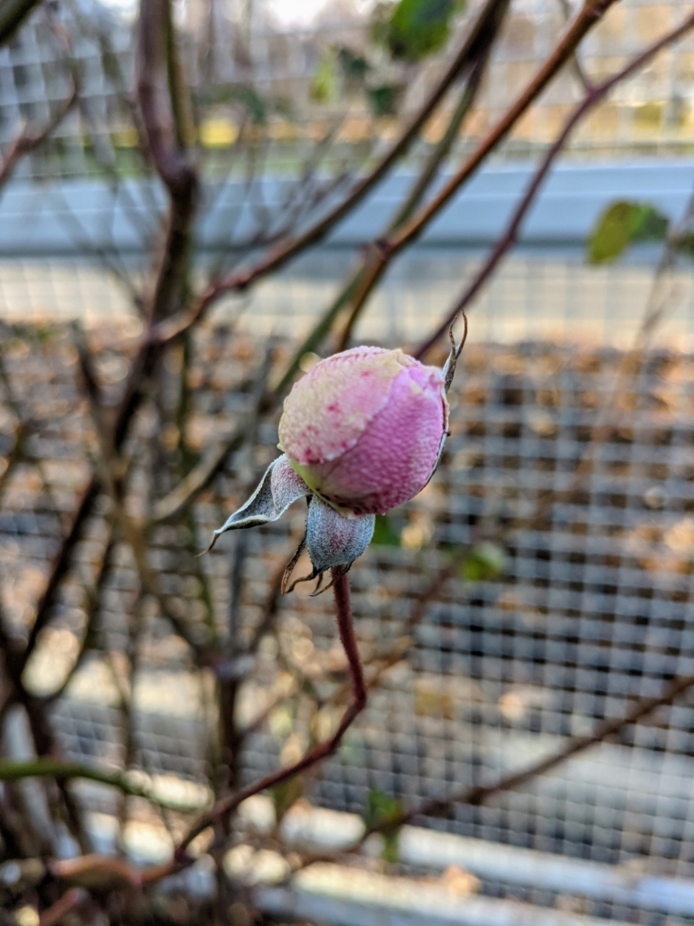 Pruning the Many Roses in My Flower Garden - The Martha Stewart Blog