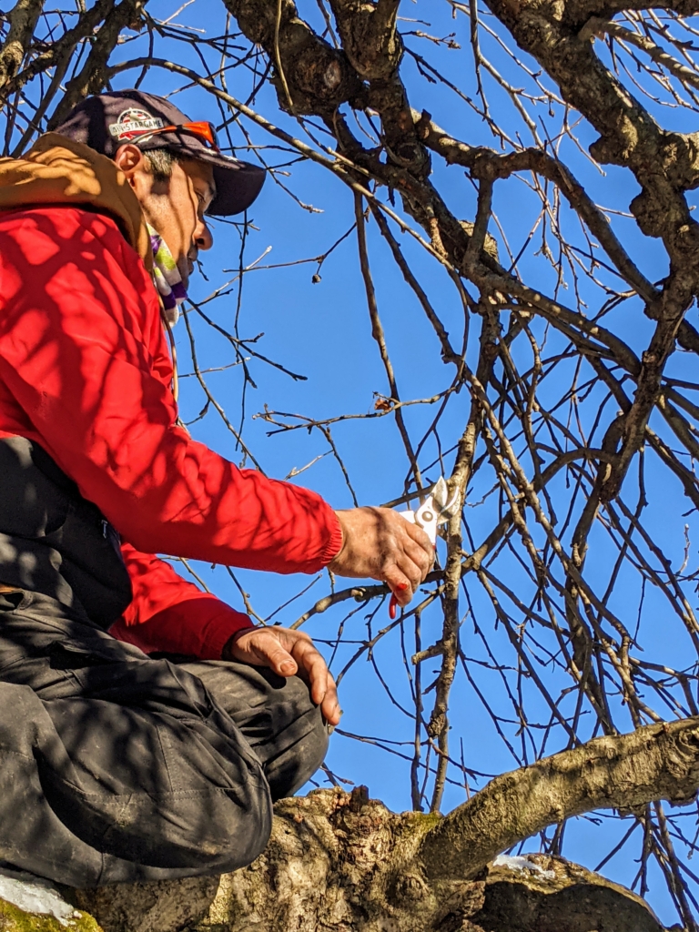 Pruning Time for the Apple Trees - The Martha Stewart Blog