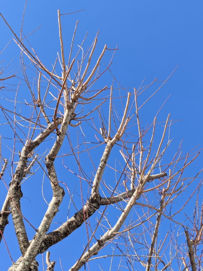 Maintaining My Almond Trees - The Martha Stewart Blog