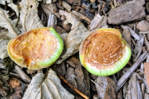 Some of the drupes will open on their own, exposing the shells, but most will have to be opened manually. At maturity, the flesh of the fruit becomes leathery and splits to reveal the hull.