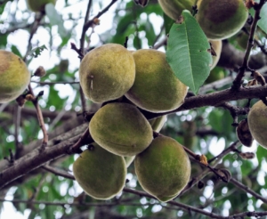 Almond trees produce drupes. These drupes grow from fertilized flowers and mature in autumn. In previous years, we've harvested hundreds and hundreds of almonds. The hairy, green fruits are oblong in shape and the leaves of the almond tree are long – about three to five inches.