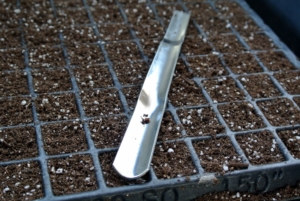 This tool is great for transplanting seedlings – it’s from Johnny’s Selected Seeds. It’s called a widger. It has a convex stainless steel blade that delicately separates the tiny plants.