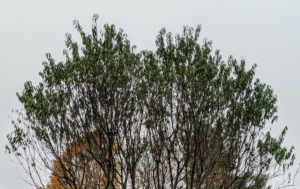 In this late fall photo, one can see that the trees need trimming to maintain good shape and to improve air circulation through the centers.