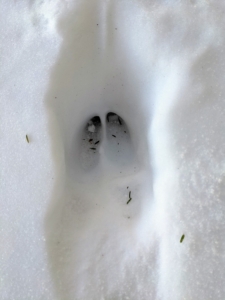 Footprints in the snow - I think a deer walked through here.