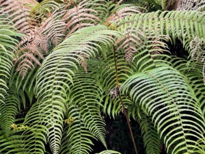 These are some of the native ferns in Nepal. Chhiring says he has never seen this type of fern in the United States.