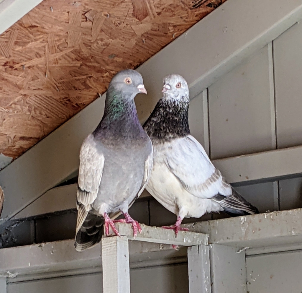 My Happy Fancy Pigeons - The Martha Stewart Blog