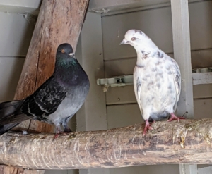 I love the wide range of colors and markings on these birds. Do you know… a group of pigeons is called a flight or a flock. And a baby pigeon is called a squab.