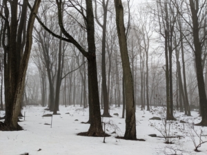 A view into the woodland - up close, the trees look ominously dark against the white snow.