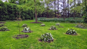 I began this azalea project in April of 2021 with the planting of these white azaleas just outside my Summer House garden.