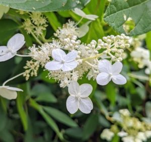 And here is a hydrangea that blooms with lovely lacecaps. The lacecap is very similar to the mophead, but instead of growing round clusters of showy blossoms, this hydrangea grows flowers that resemble flat caps with frilly edges.