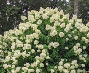 In late summer, the area behind my tennis court is filled with blooming white hydrangeas - the flowers are so big, they can be seen from the carriage road.