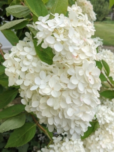 The following photos were taken when these stunning hydrangeas were in bloom. Hydrangea is a genus of at least 70-species of flowering plants native to southern and eastern Asia and the Americas. The Hydrangea “flower” is really a cluster of flowers called a corymb.