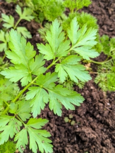 Here’s our parsley. Parsley is a flowering plant native to the Mediterranean. It derives its name from the Greek word meaning “rock celery.”