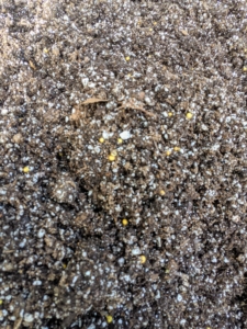 Here, Ryan mixes it right into the soil – they are the yellow prills. These prills coat a core of nitrogen, phosphorus and potassium. The resin-coating is made from linseed oil and as the plant’s root system takes-up nutrition from the soil, it also takes up the needed nutrients from the Osmocote.