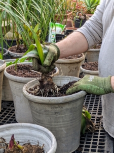 Pineapple lilies growing in pots don't need to be planted as deeply as those in the ground; they need to sink only about three inches.