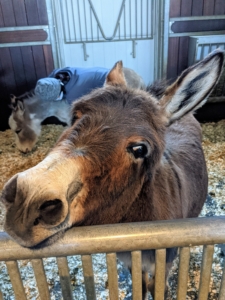 But it's always petting time to a donkey. Here's Rufus waiting for a good ear rub - or maybe even a cookie.