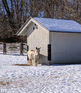 When the weather is wet or windy, donkeys need access to a warm and dry shelter. A run-in is essential for donkeys. Donkeys originated in a desert climate, but are very hardy, provided they are given adequate accommodations.