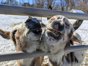 Here are "TJ" and "JJ" at the fence gate hoping for treats. The donkey’s sense of smell is considered to be similar to the horse. Donkeys greet each other by smelling and blowing in each other’s nose. The smell of breath imparts important information to the donkey.