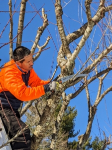And now that the trees are bare and dormant, the crew can easily maintain these handsome specimens. Here is Pasang, our resident tree expert. As with any tree, when pruning it is important to remove any damaged, dead or diseased limbs as well as those that are disruptive – branches that crisscross and impede air or light circulation.