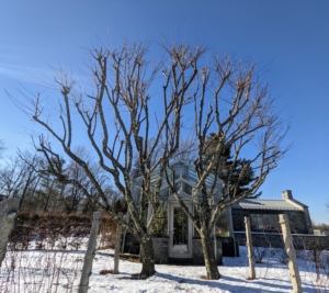 After a good pruning, these trees look so much better – round and full in shape. I am looking forward to seeing these bloom with white to pale pink flowers in spring and then lots of natural delicious and nutritious nuts next fall.