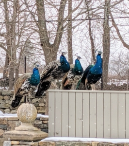 My peacocks and peahens are always so intrigued by all the activity around the farm. Here are some of them watching the crew as snow is falling.