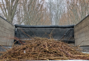 Once the tarp is full, the branches are loaded onto the dump truck and taken to a designated pile for the wood chipper. Traditionally, the cut branches were either burned as fuel or used for building. Pollarding was a way of using wood over time, rather than cutting it down and having only one-time access to its wood.