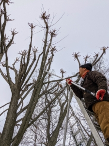 Here, Chhiring uses a long-reach pole pruner to cut higher branches.