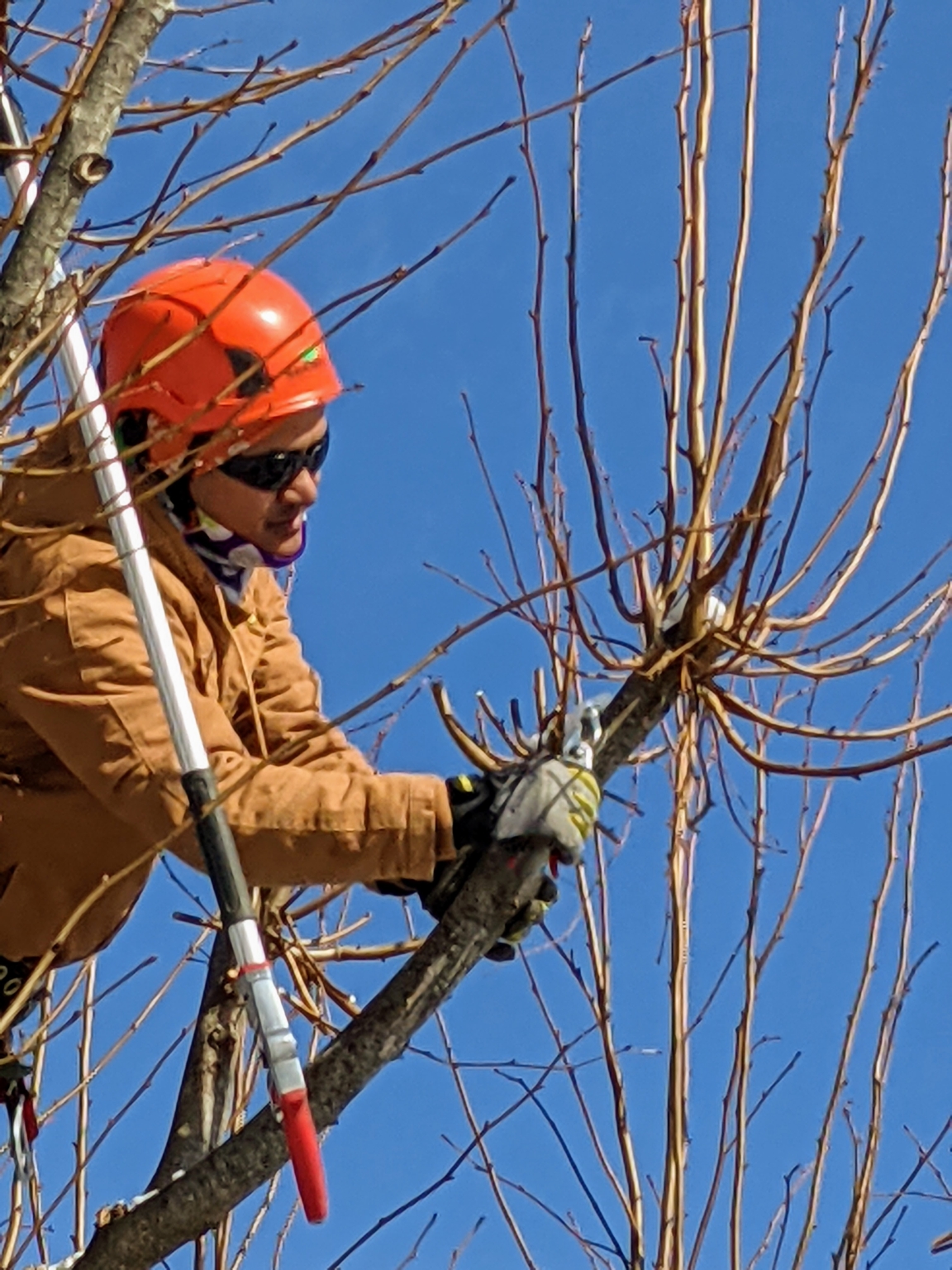 The Martha Stewart Blog : Blog Archive Caring for My Linden Trees - The ...