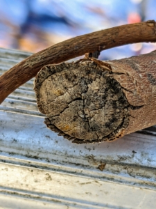 This is a dead branch – notice the dark brown wood. Dead branches, or those without any signs of new growth, are always cut, so the energy is directed to the healthy, living branches.