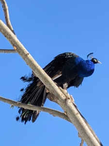 This peacock claimed another tree all to himself.