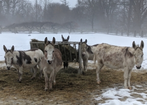 Despite the cold, all five donkeys are gathered at the manger - Jude "JJ" Junior, Truman "TJ" Junior, Rufus, Billie, and Clive. At night, all the animals are brought indoors where it is safe and warm.