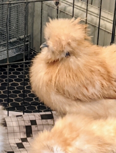 I am so pleased with all my Silkies - they are strong, healthy, and happy. They will all be great additions to my flock.
