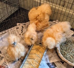 Remember these adolescent Silkies I brought home from the same show? These four are doing very well.