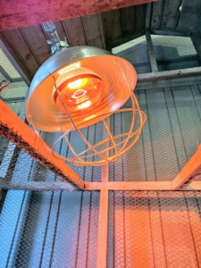 A heat lamp is placed into the cage to keep it warm.