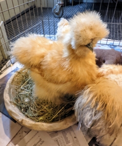 Silkies are also adaptable, playful, and friendly. And, they are naturally more calm than most other breeds.