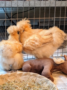 I wonder what their conversations are like. In general, chickens are quite vocal. They make around 30 different calls to communicate with each other, expressing everything from “I am hungry” to “there’s a predator nearby.”